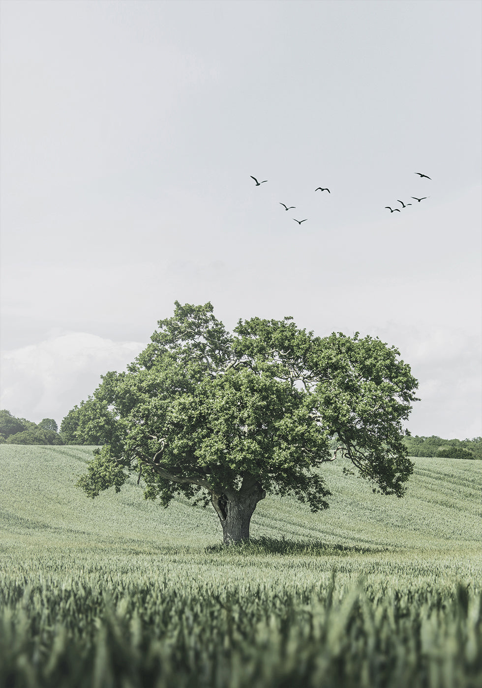 Green Tree In The Field Plakat