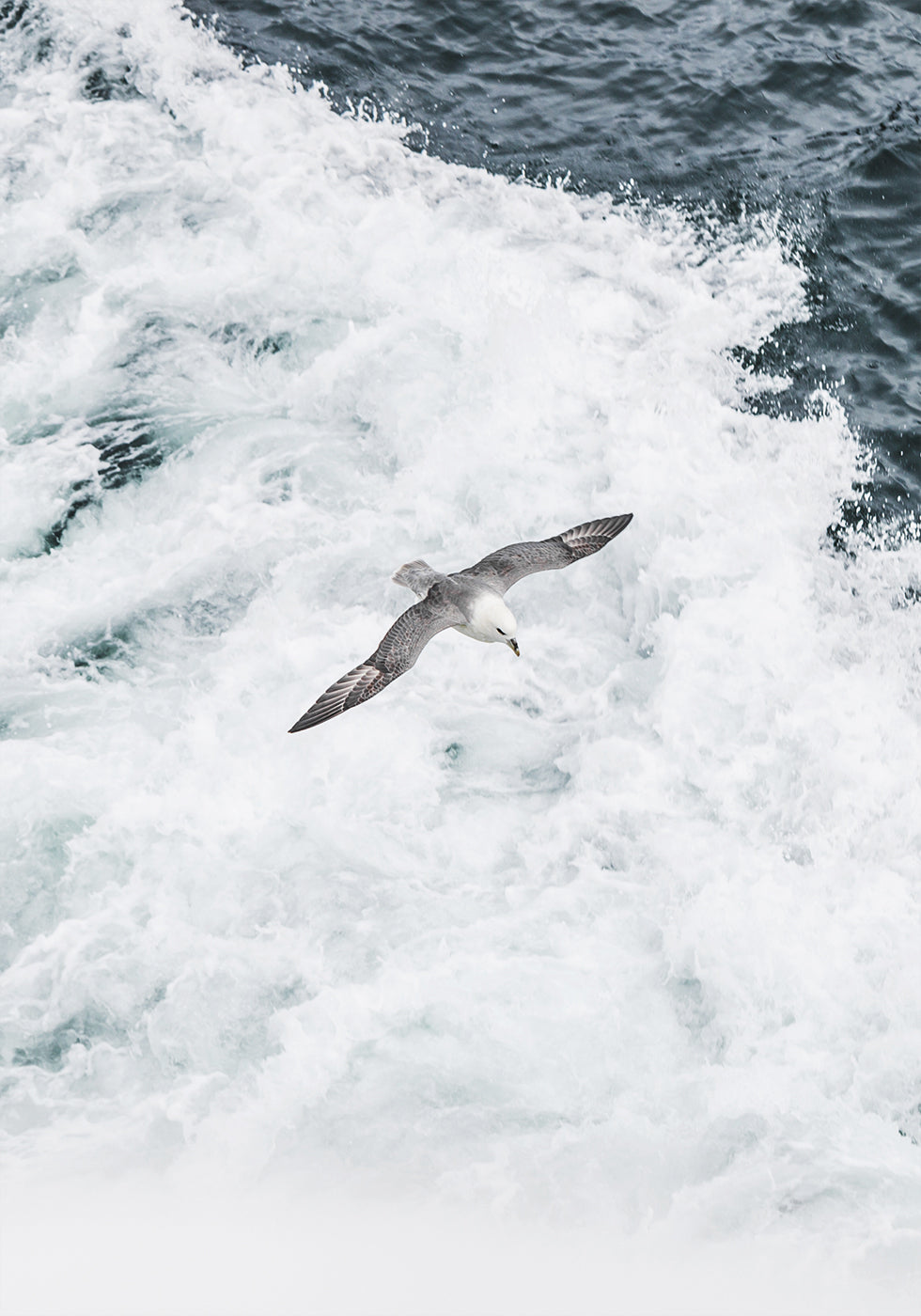 Grey Seagull Flying Over Waves Plakat