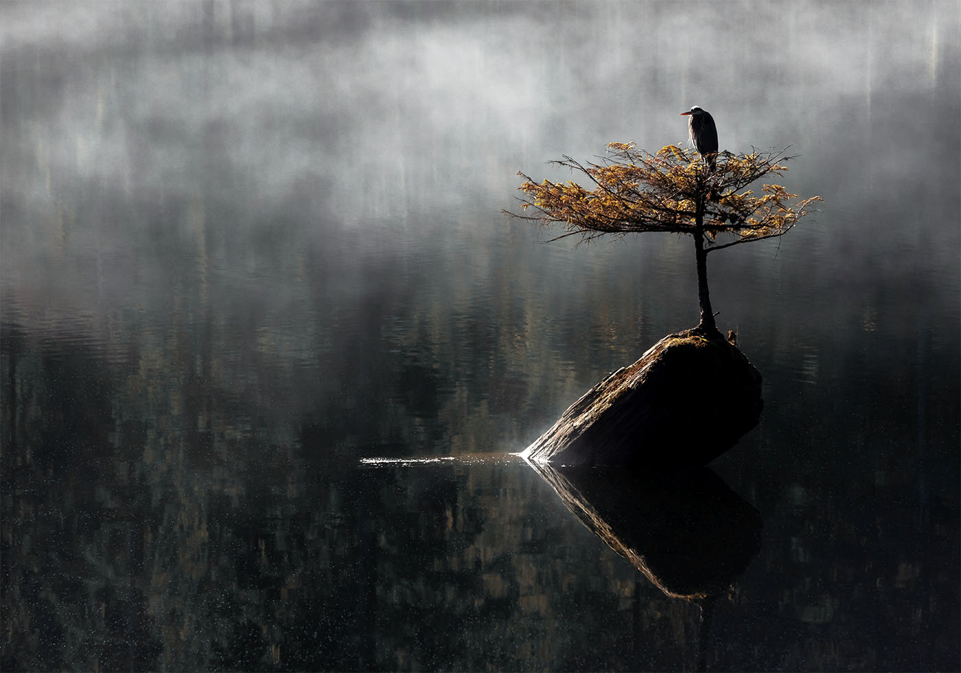 Heron Sitting On The Bonsai Tree Plakat