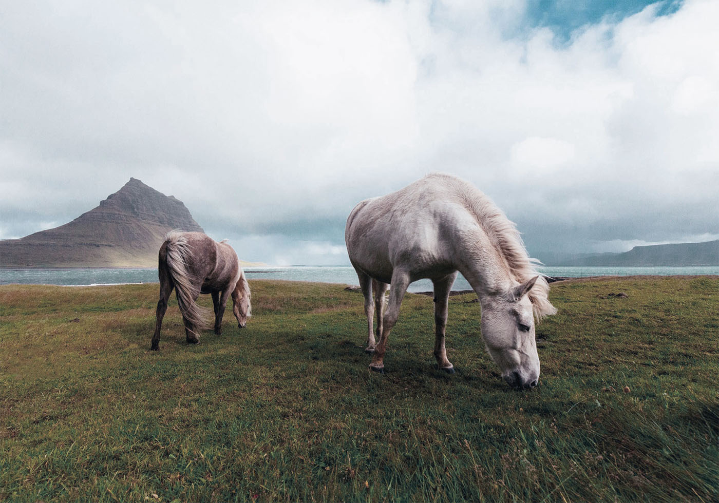 Horses by A Lake Plakat