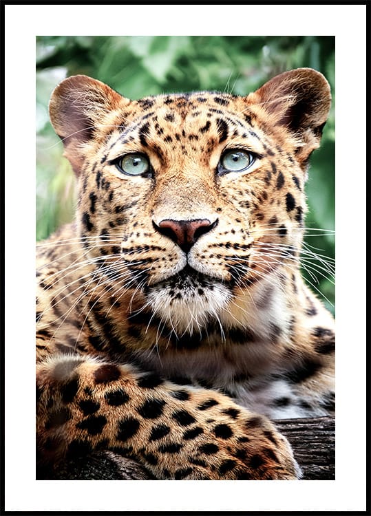 Leopard Portrait Poster