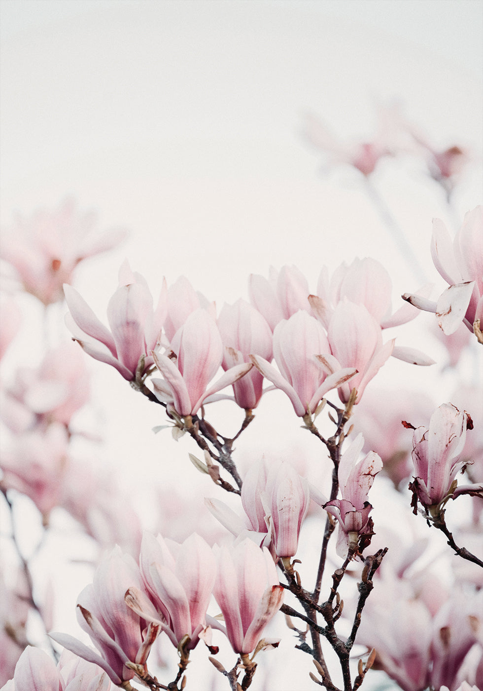 Magnolia Blossom Plakat