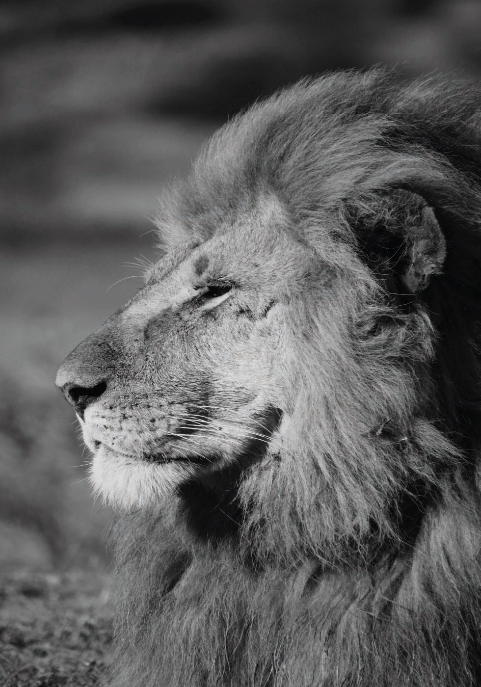 Male Lion Profile Plakat