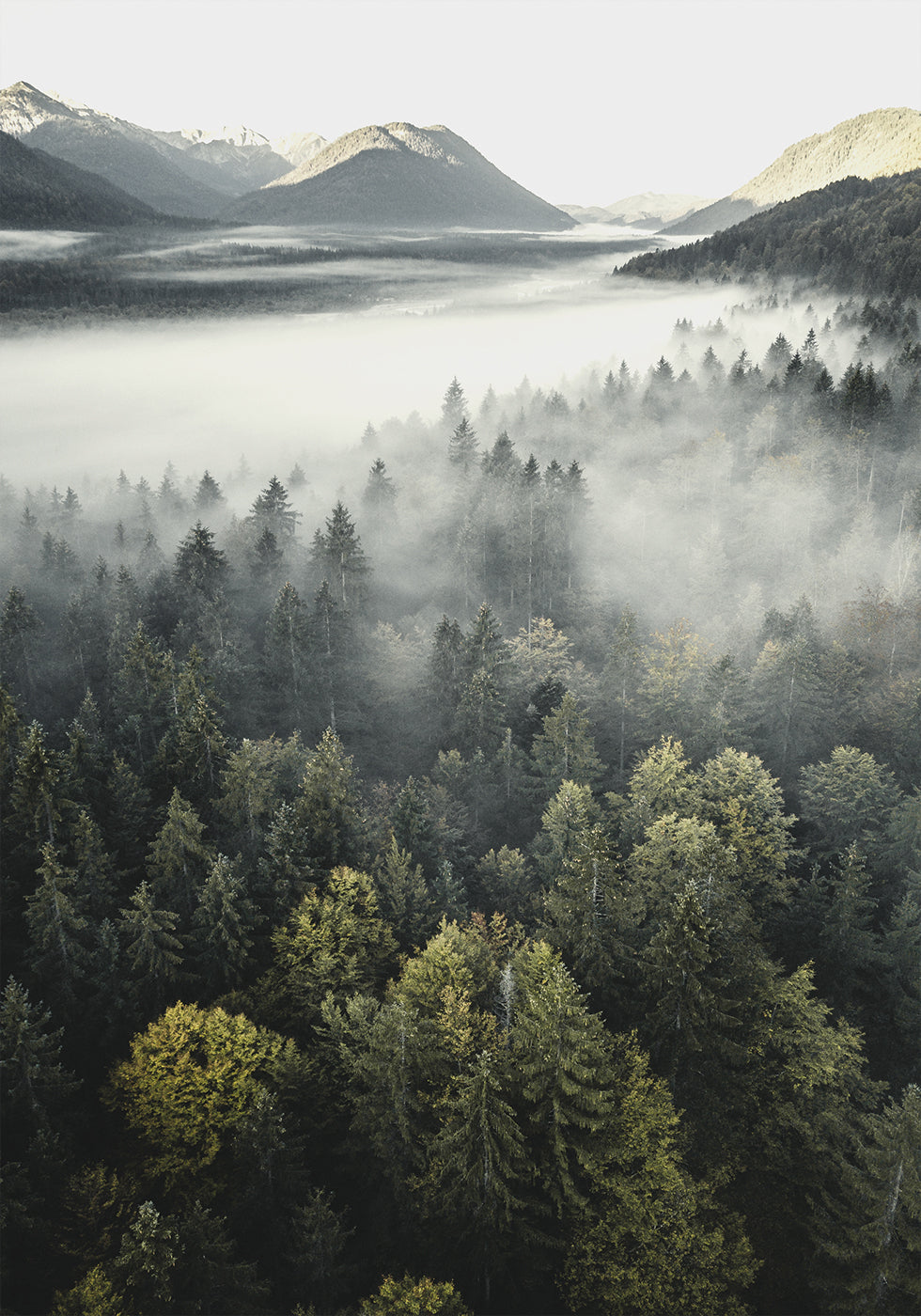 Misty Mountain Forest Plakat