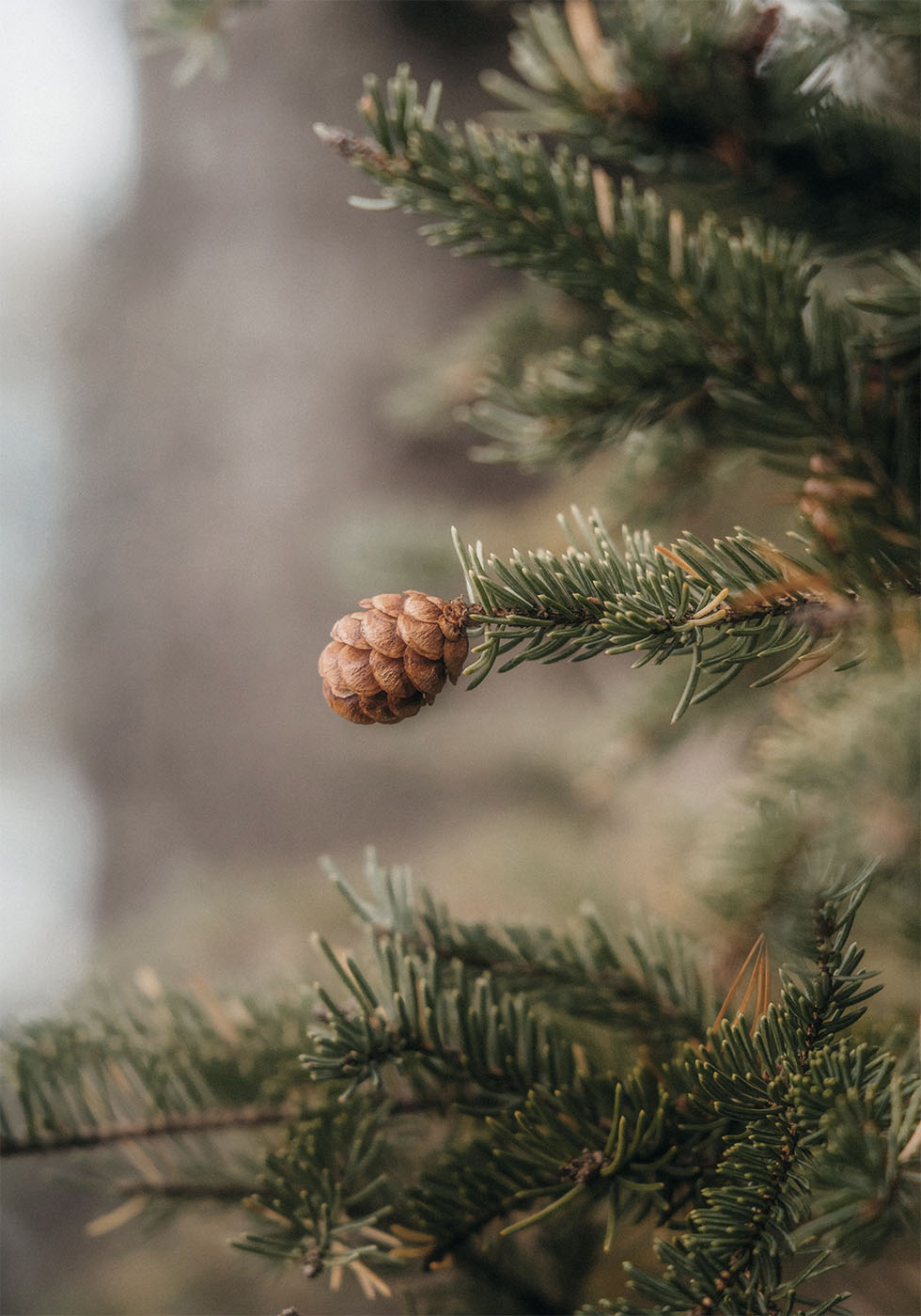 Pine Cones Plakat