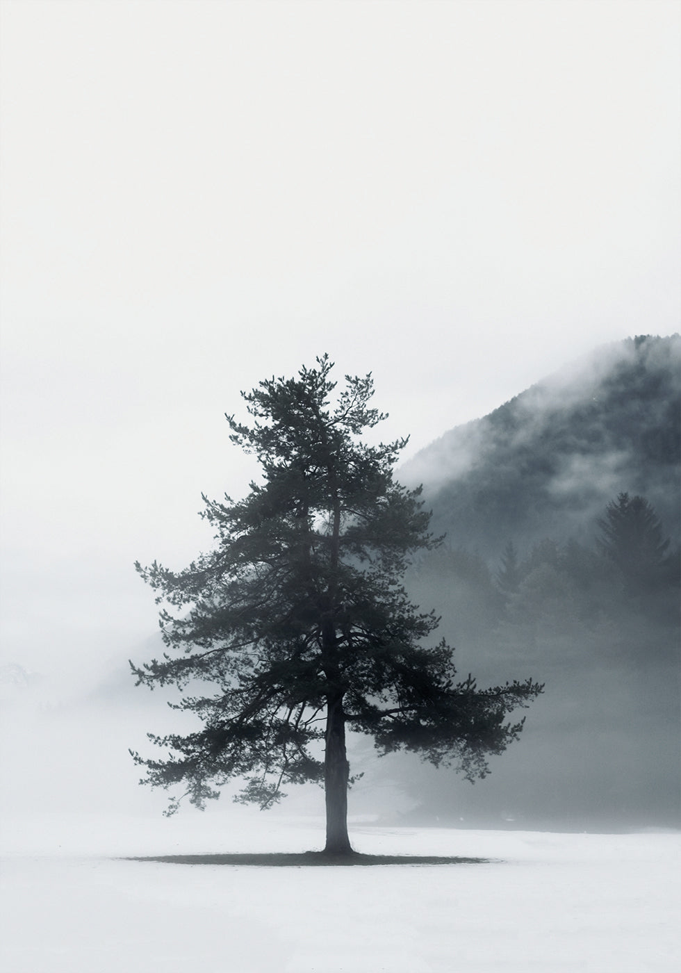 Pine Tree In a Foggy Field Plakat