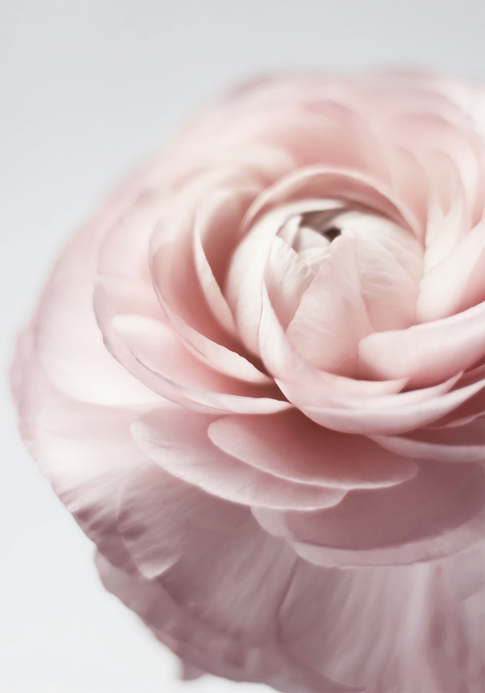 Pink Ranunculus Plakat