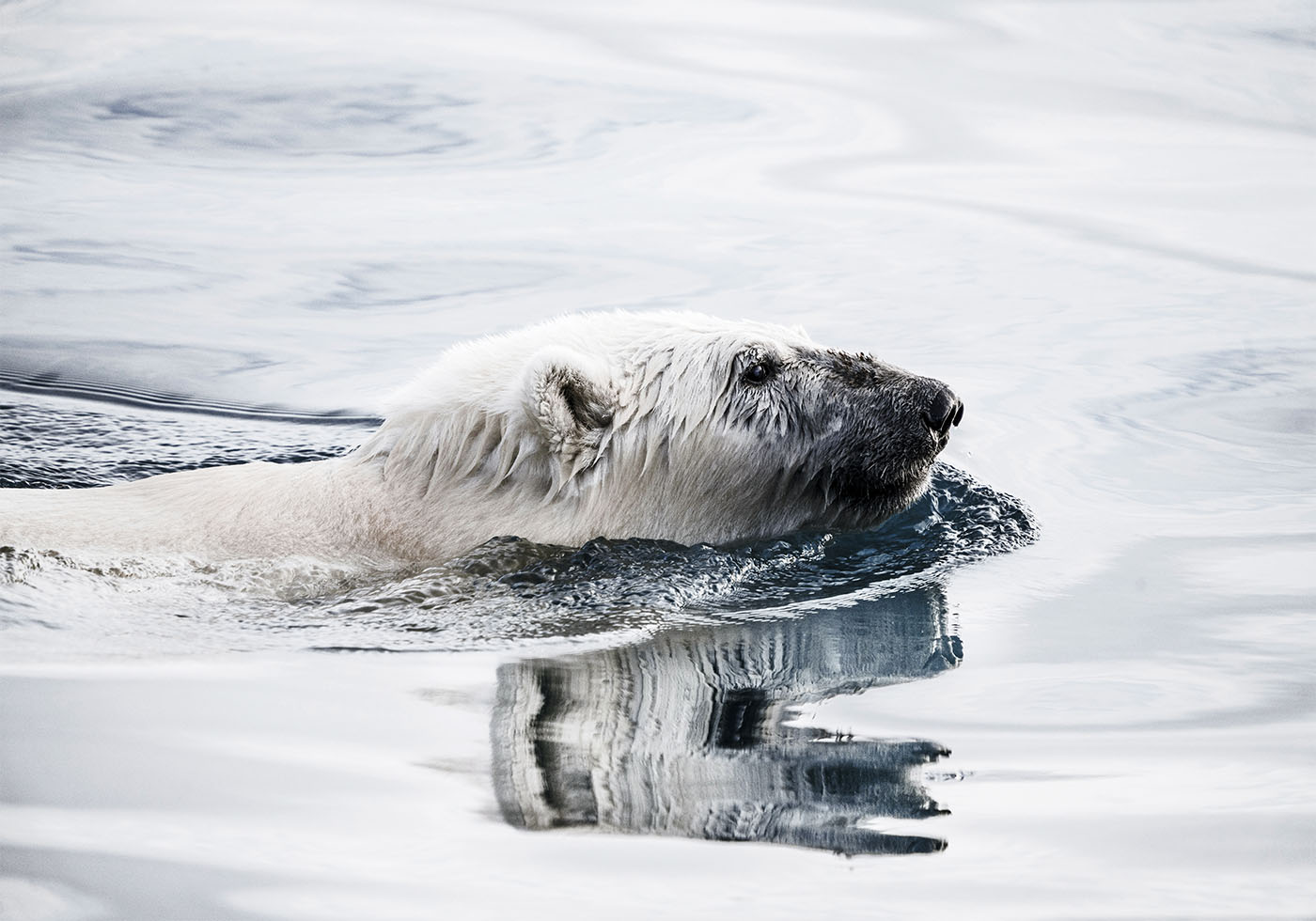 Polar Bear Swimming Plakat