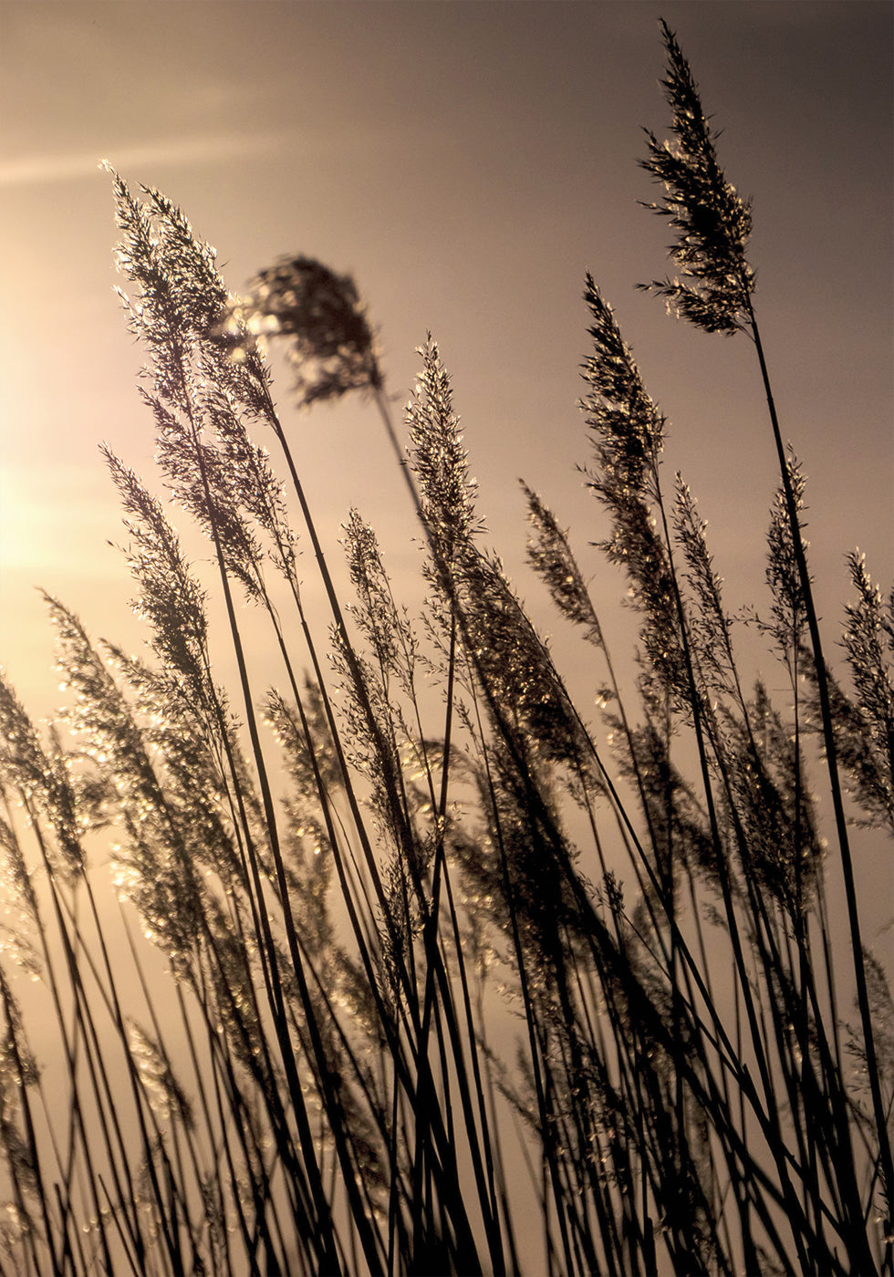 Reeds at Sunset Plakat