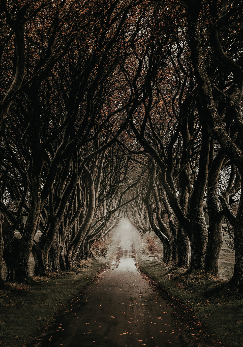 Road Through The Dark Hedges Plakat