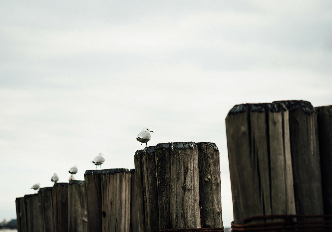 Seagulls Harbor Plakat