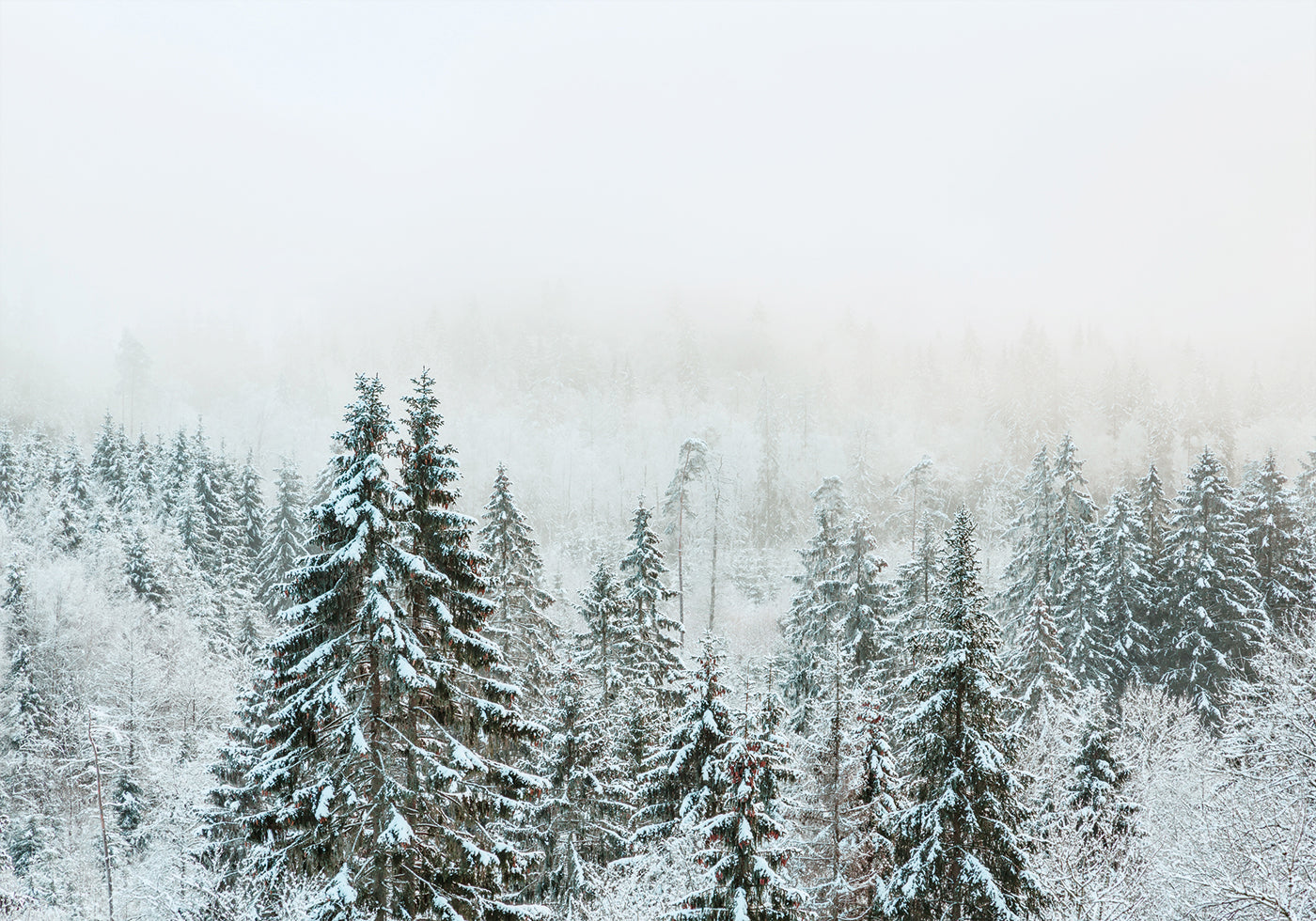 Snowy Fir Forest Plakat