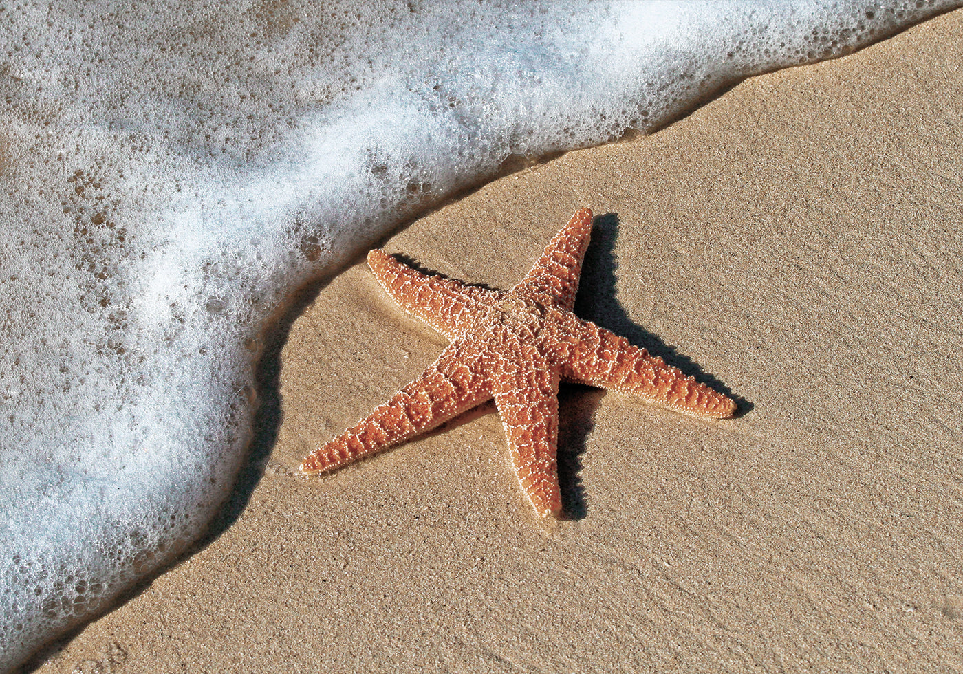 Starfish On The Beach Plakat