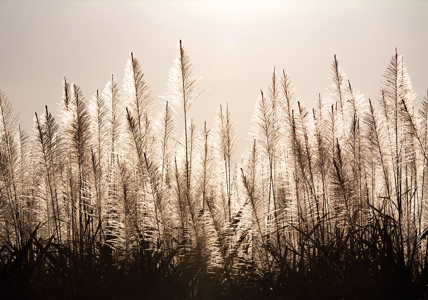 Sugar Cane Plumes At Sunset Plakat