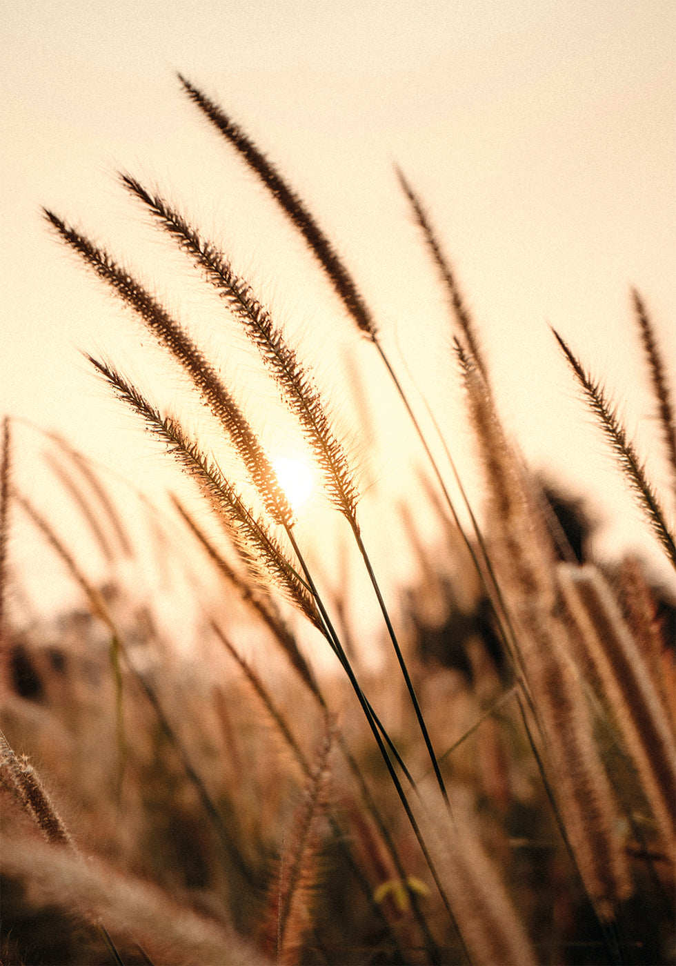 Sunset Dry Grass Plakat