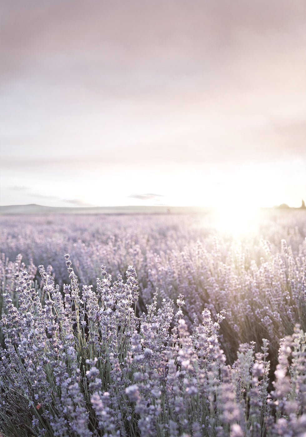 Sunset Sky Over Lavender Field Plakat