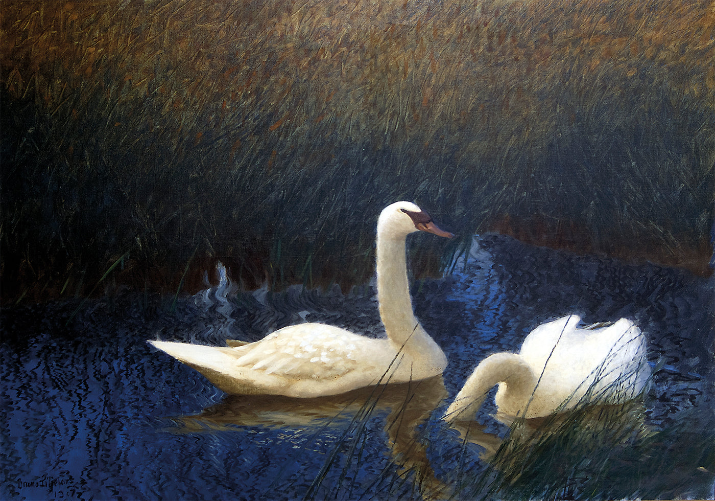 Swans in Reeds By Bruno Liljefors Plakat