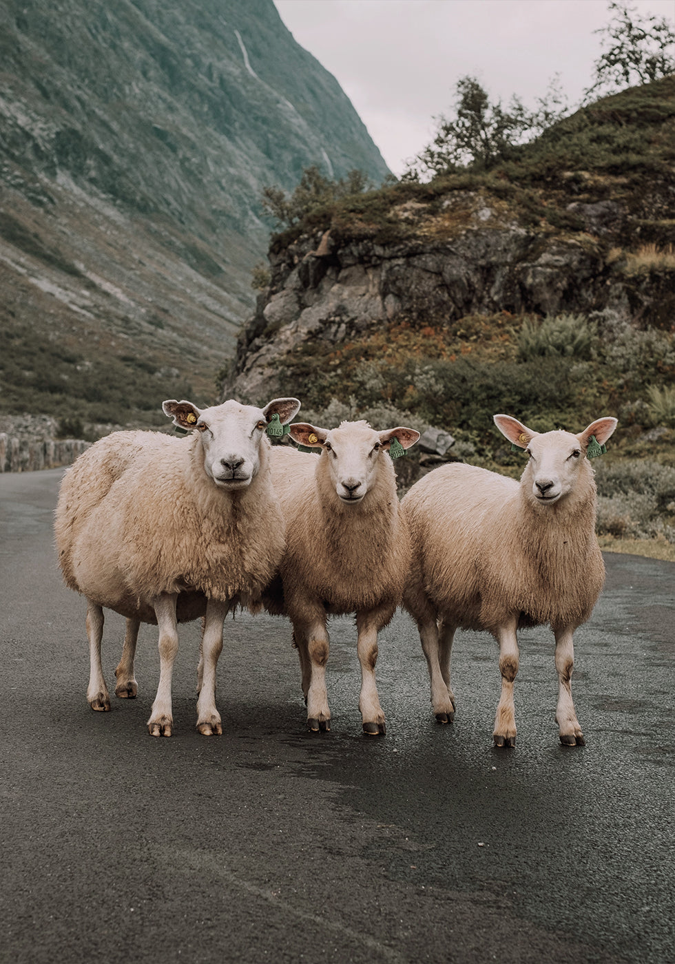 Three Sheep Plakat