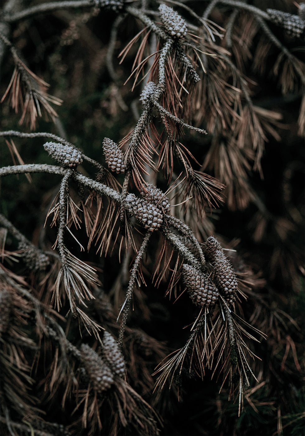 Tree Cones Plakat