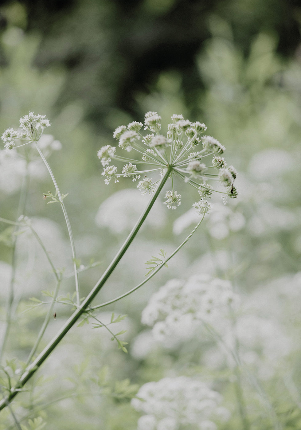 White Flowers Plakat