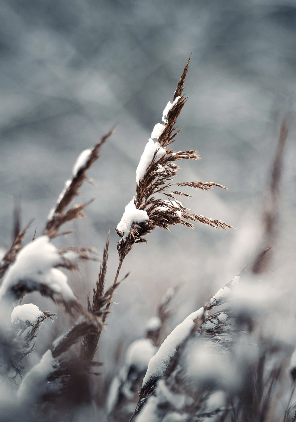 Winter Reed Plakat