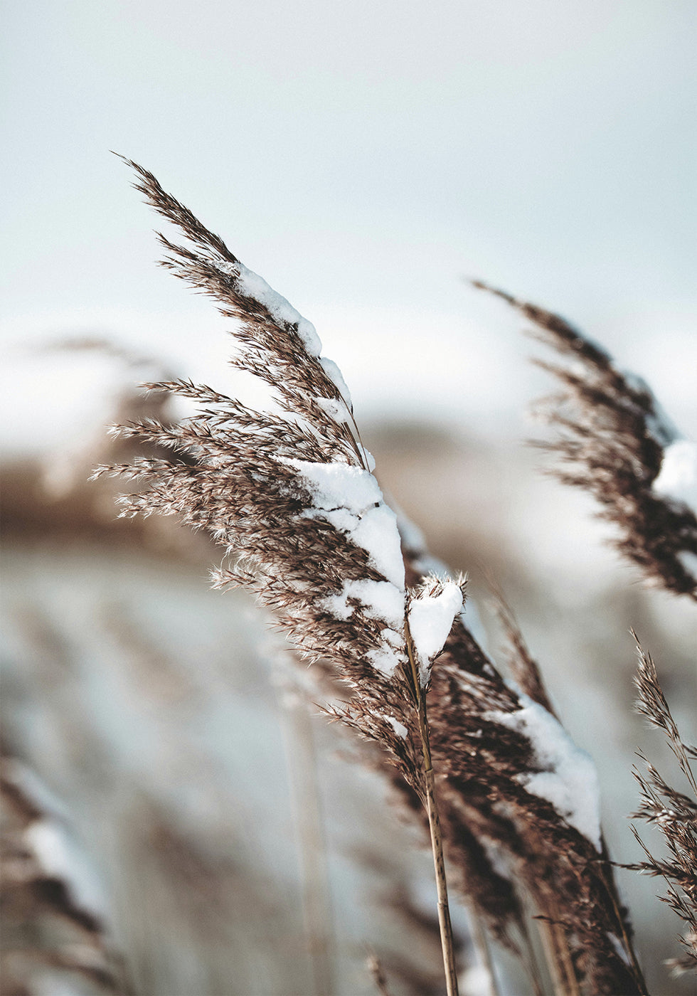 Winter Reed Plakat