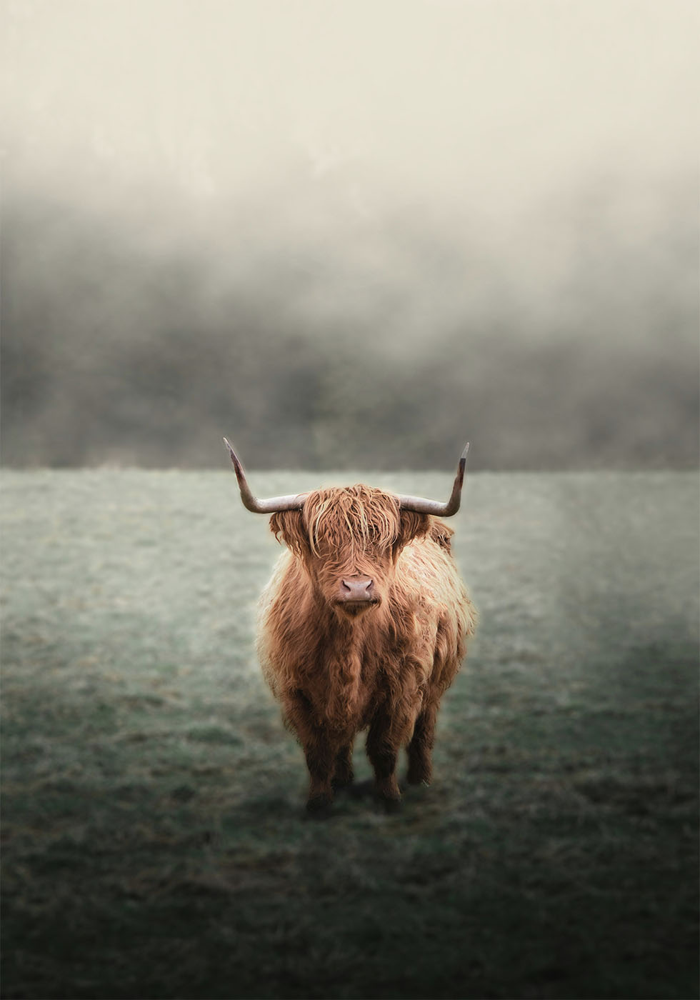 Yak in The Field Plakat