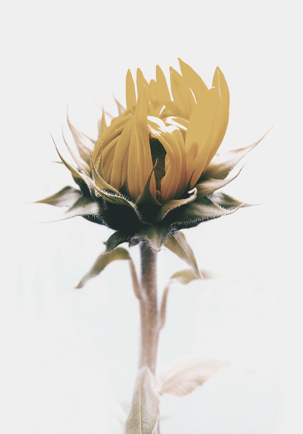 Yellow Sunflower Plakat