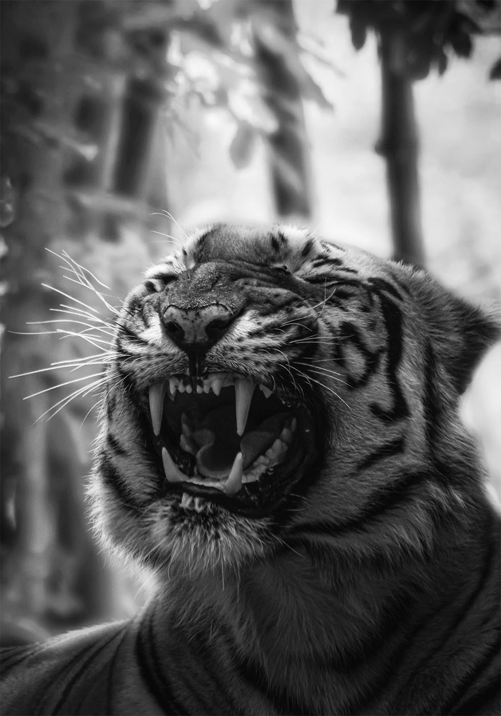 Angry Tiger Plakat