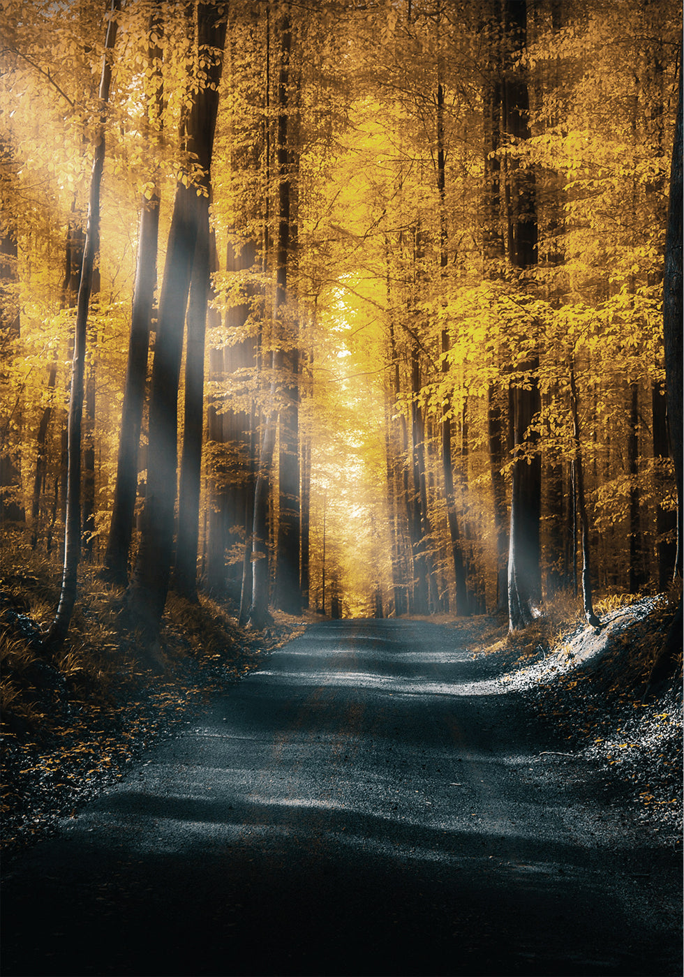 Autumn Forest Plakat