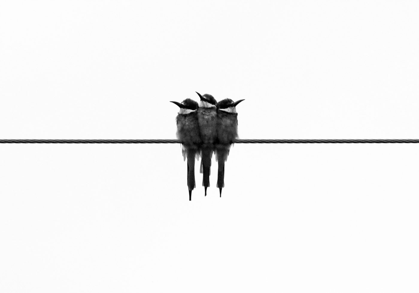 Birds On Wire Plakat