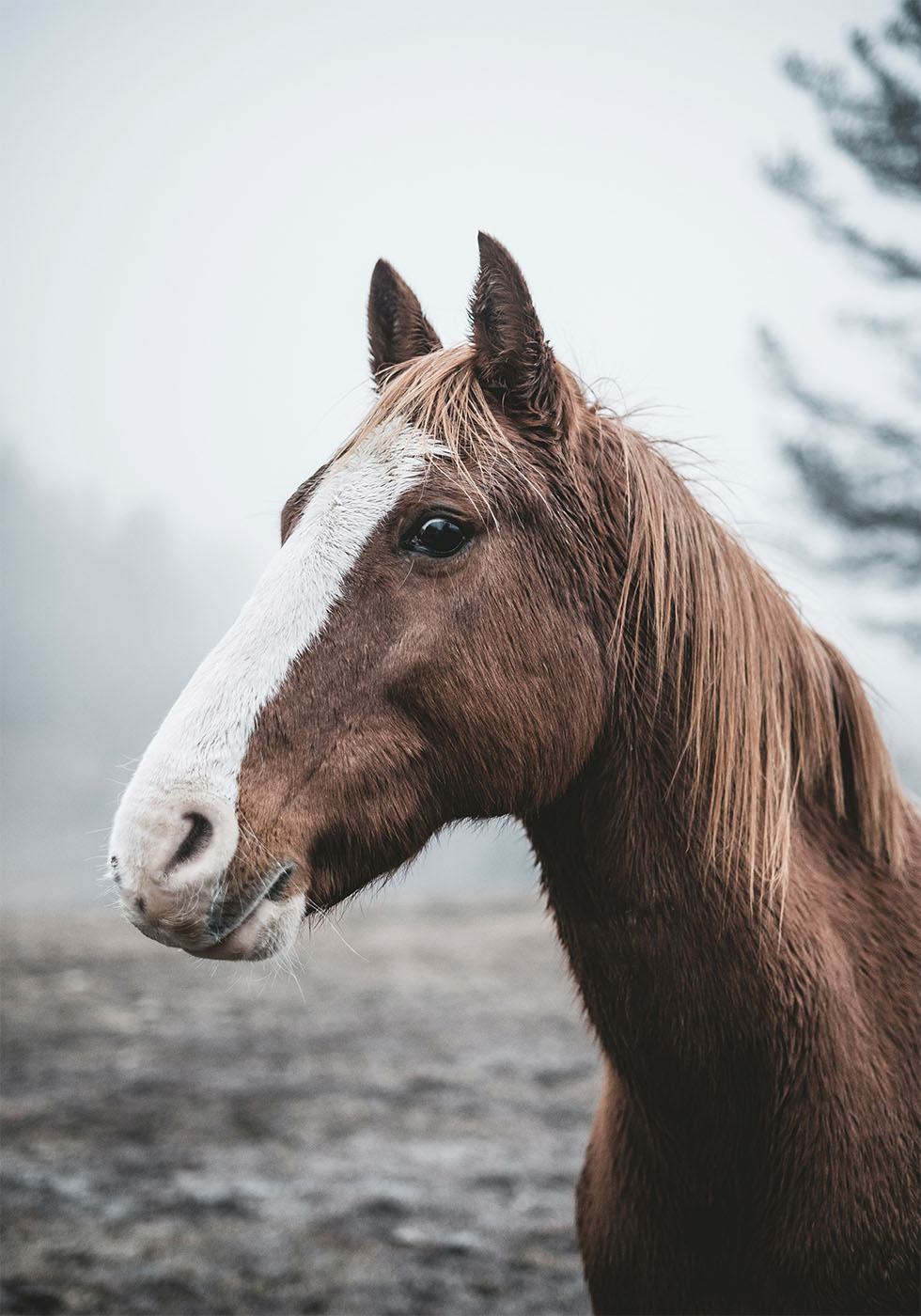 Brown Horse Plakat