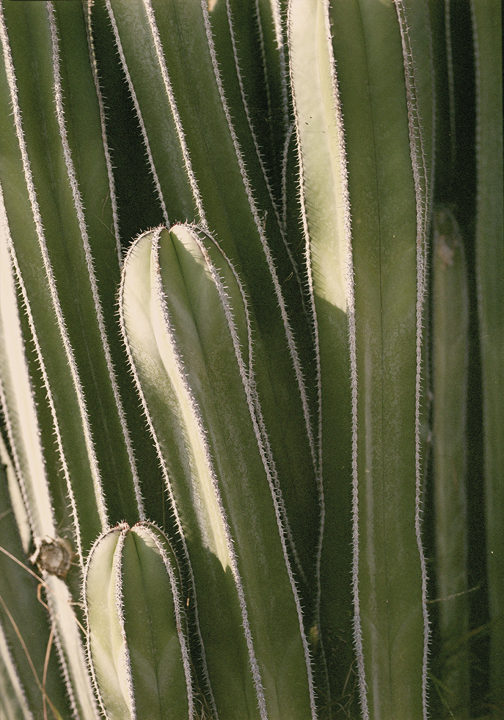 Cactus Plakat