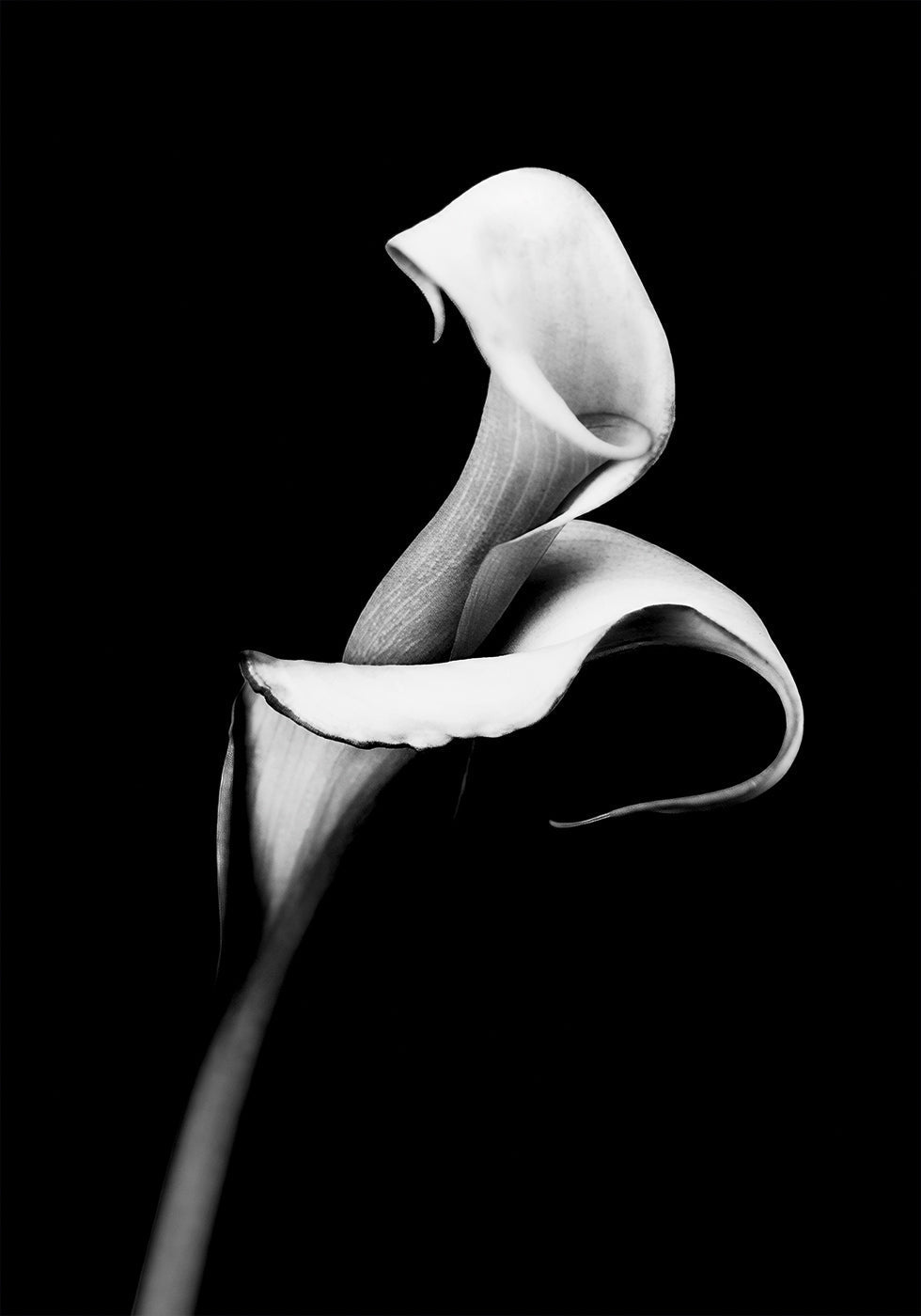 Calla Lily Plakat