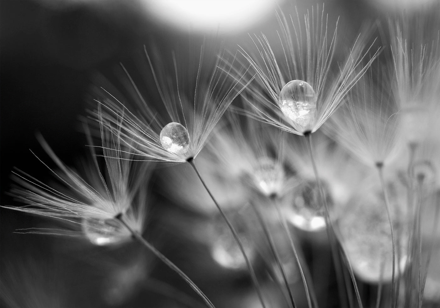 Dandelion After The First Freeze Plakat