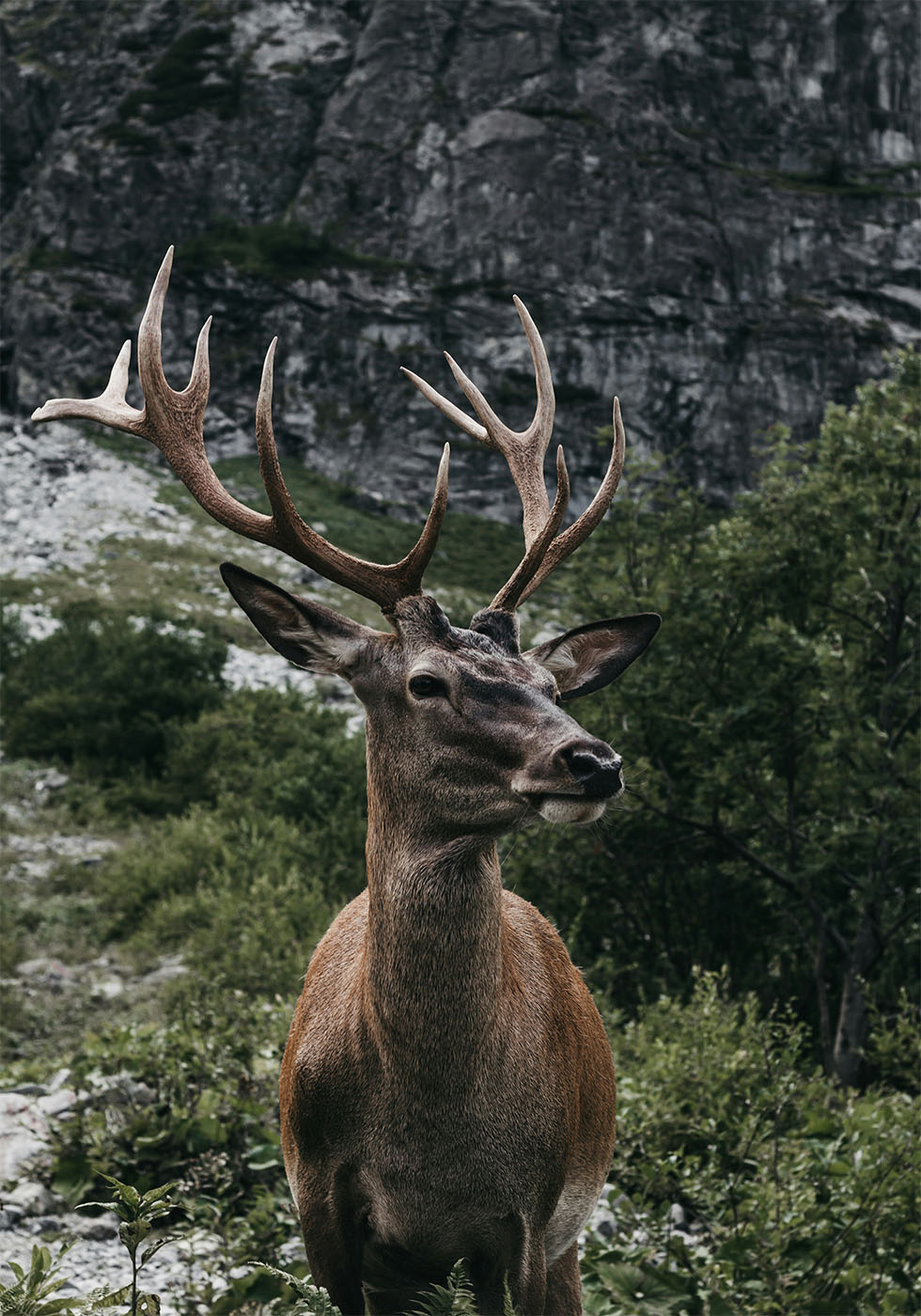 Deer and Mountains Plakat