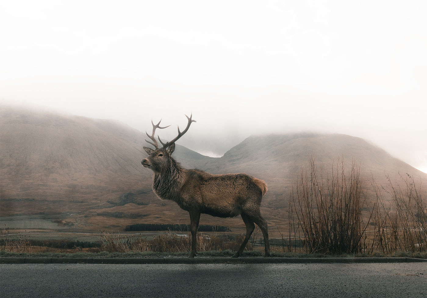 Deer In The Fog Plakat