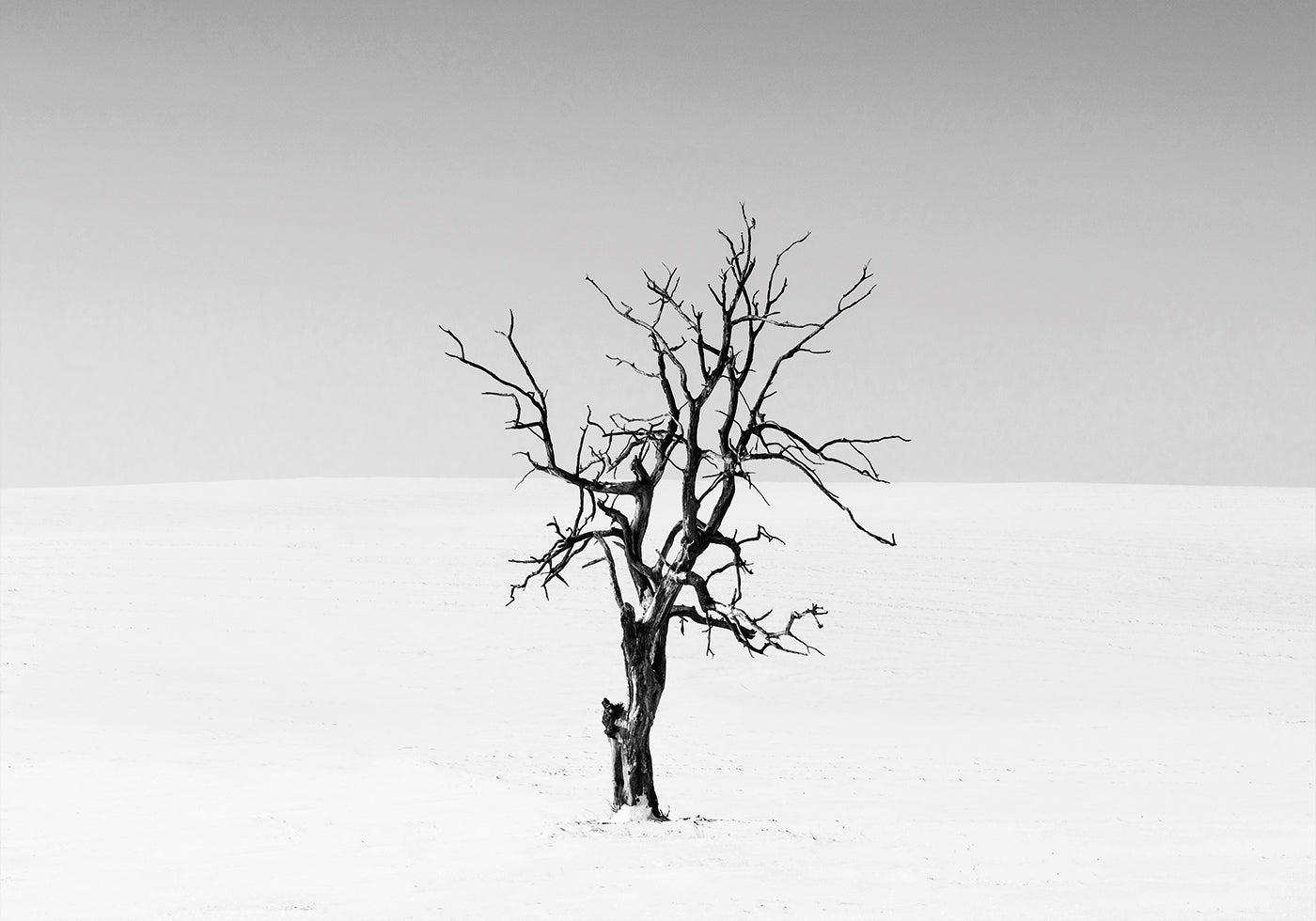 Dry Tree in The Snow Plakat