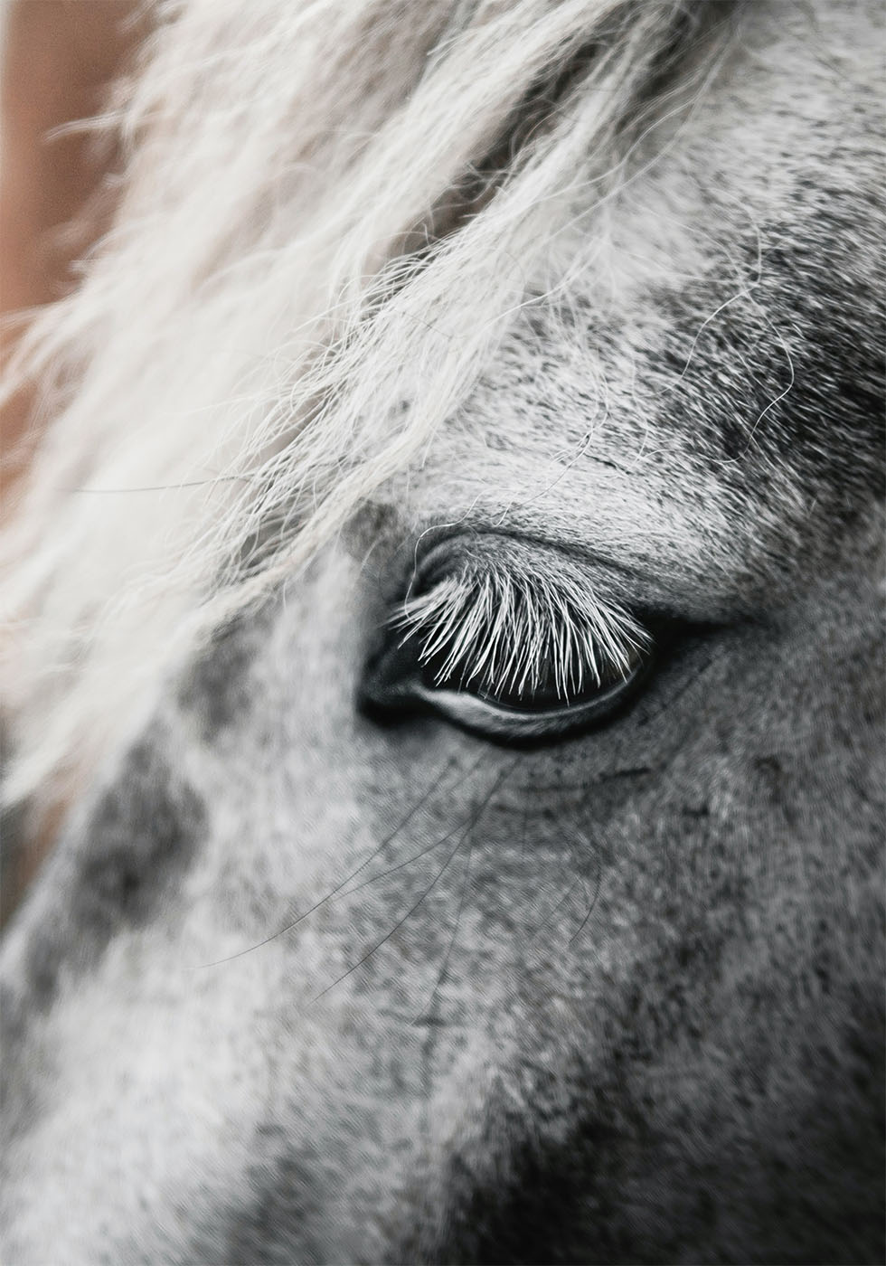 Eye of The White Horse Plakat