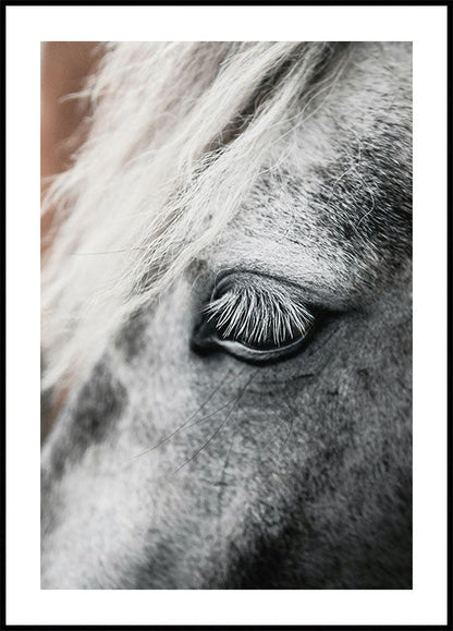 Eye of The White Horse Plakat