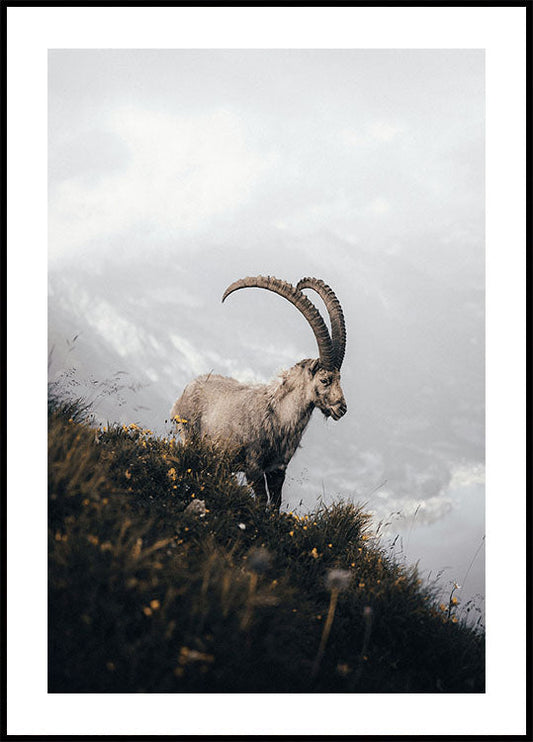 Mountain Goat in Serenity Plakat