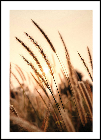 Sunset Dry Grass Plakat