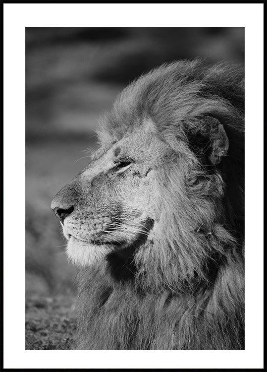 Male Lion Profile Plakat