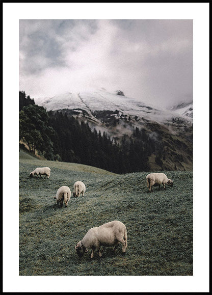 Sheep In The Alps Plakat