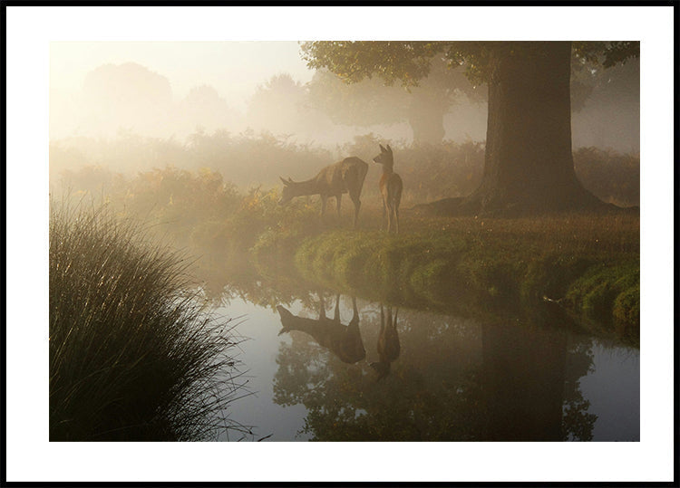 Deer In Mist Plakat