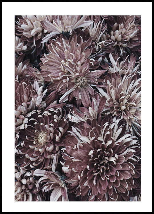 Dahlias Plakat