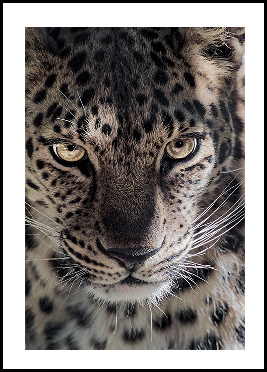 Leopard Plakat