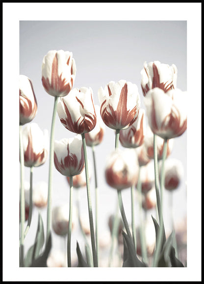 Dutch Tulips Plakat