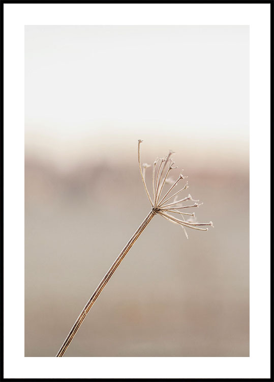 Frosted Plant Plakat