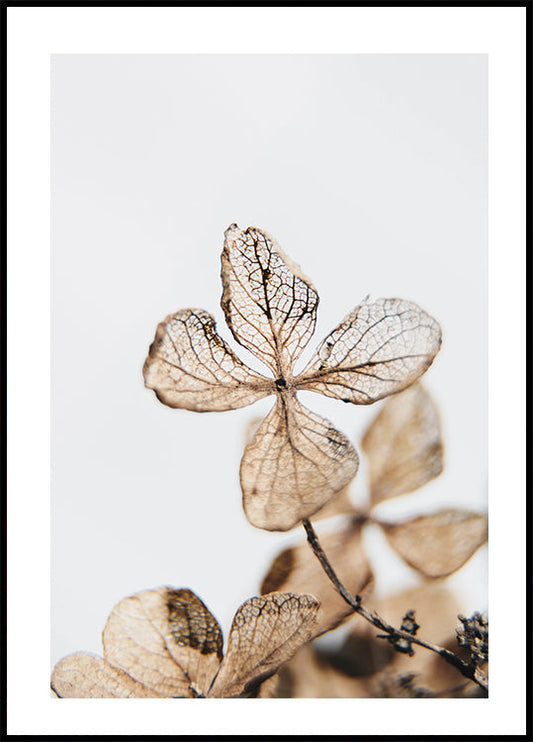 Four Leaves Plant Plakat